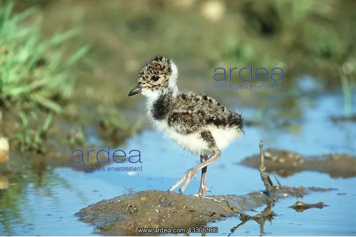 : LAPWING CHICK - on mud in water : LAPWING CHICK - on mud in water