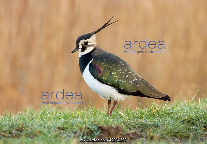 : Lapwing - on dew covered grassy verge : Lapwing - on dew covered grassy verge