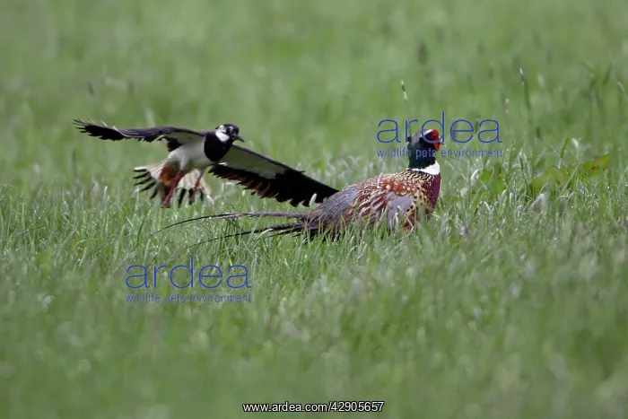 : Lapwing - Driving away pheasant (Phasianus colchicus) : Lapwing - Driving away pheasant (Phasianus colchicus)