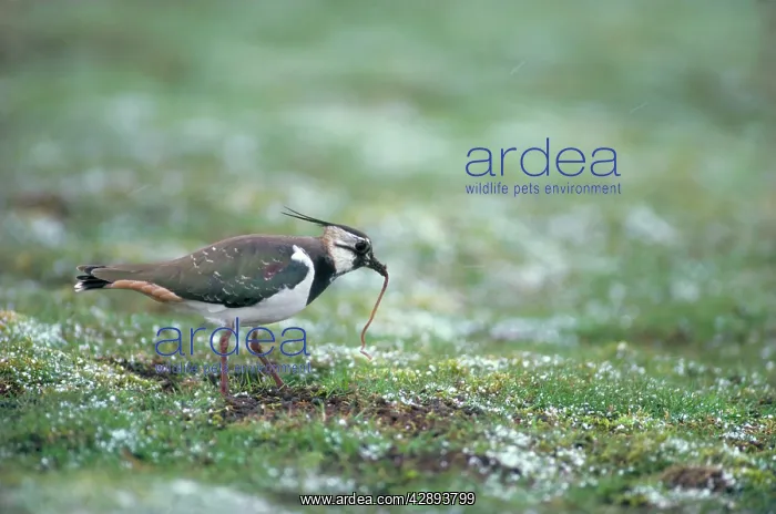 : Lapwing - with earthworm : Lapwing - with earthworm