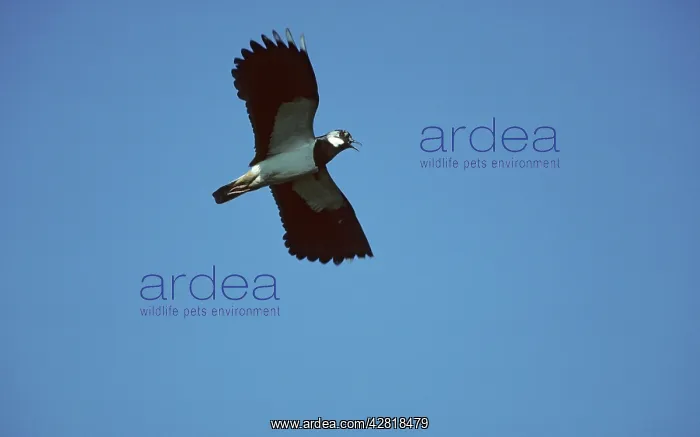: Lapwing - In Flight : Lapwing - In Flight