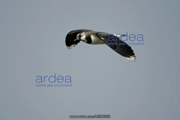 : Lapwing - in flight : Lapwing - in flight