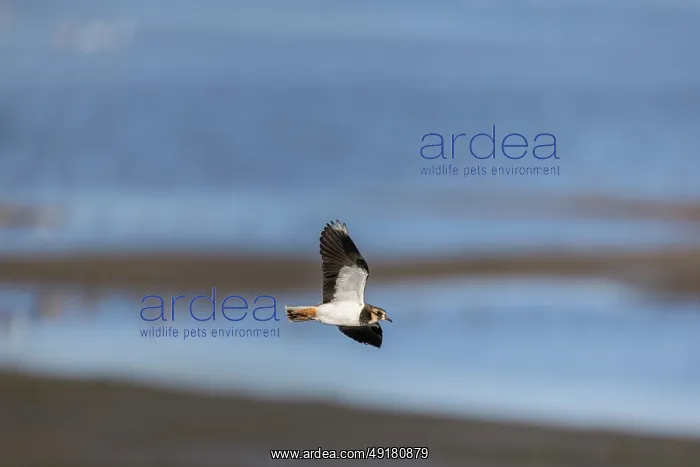  : Lapwing - Flight - UK