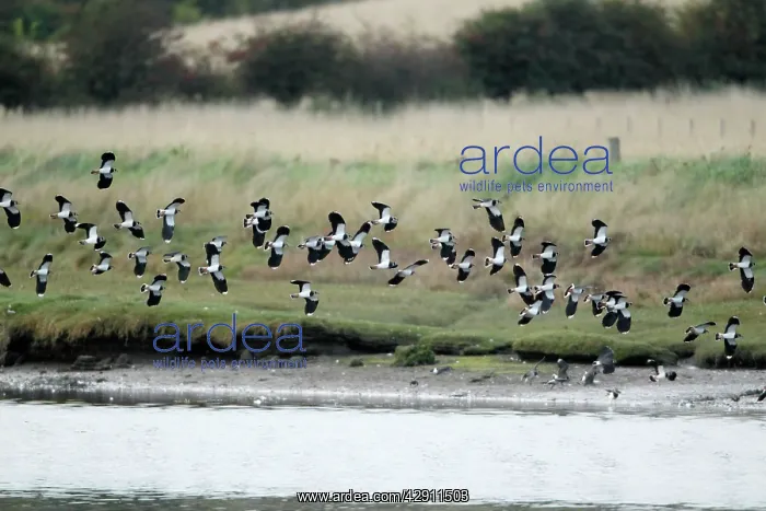 : Lapwing - flock in flight along river estuary - autumn : Lapwing - flock in flight along river estuary - autumn