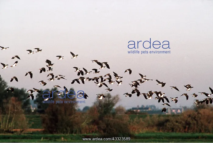  : LAPWING FLOCK - flock in flight