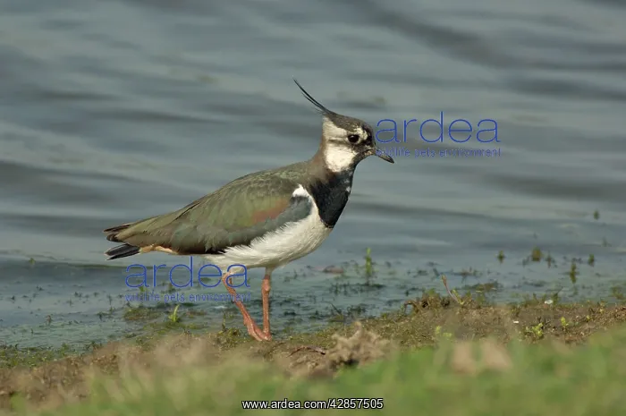 : Lapwing foraging at waters edge : Lapwing foraging at waters edge