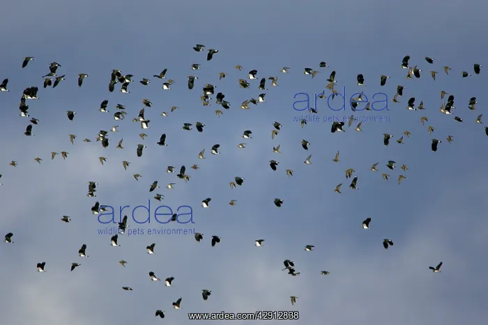: Lapwing - and Golden Plover (Pluvialis apricaria) : Lapwing - and Golden Plover (Pluvialis apricaria)