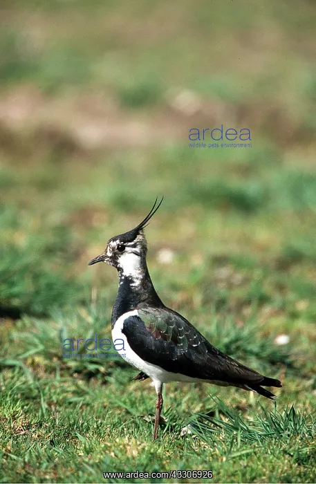 : LAPWING - on grass : LAPWING - on grass