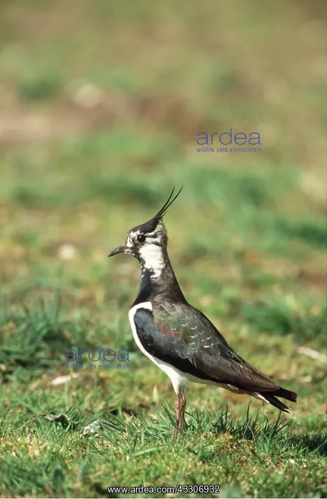 : LAPWING - in grass : LAPWING - in grass