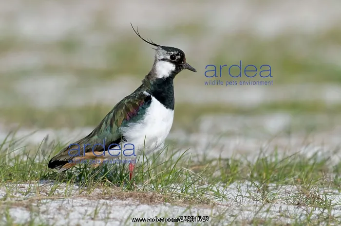 : Lapwing - on machair : Lapwing - on machair