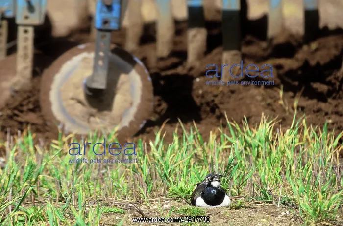 : Lapwing - Nesting in field about to be ploughed : Lapwing - Nesting in field about to be ploughed