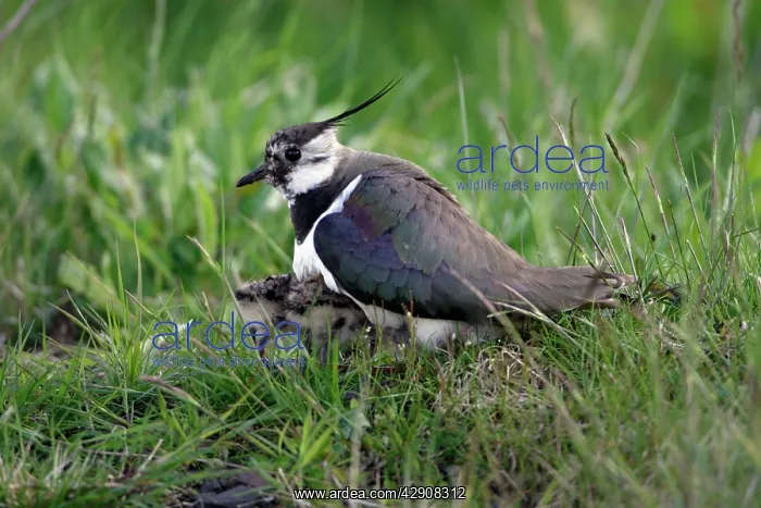 : Lapwing - parent bird sheltering two chicks from : Lapwing - parent bird sheltering two chicks from