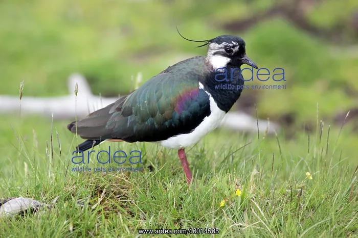 : Lapwing / Peewit : Lapwing / Peewit