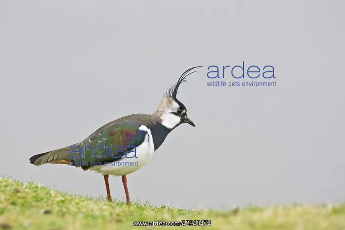 : Lapwing / Peewit / Green Plover : Lapwing / Peewit / Green Plover