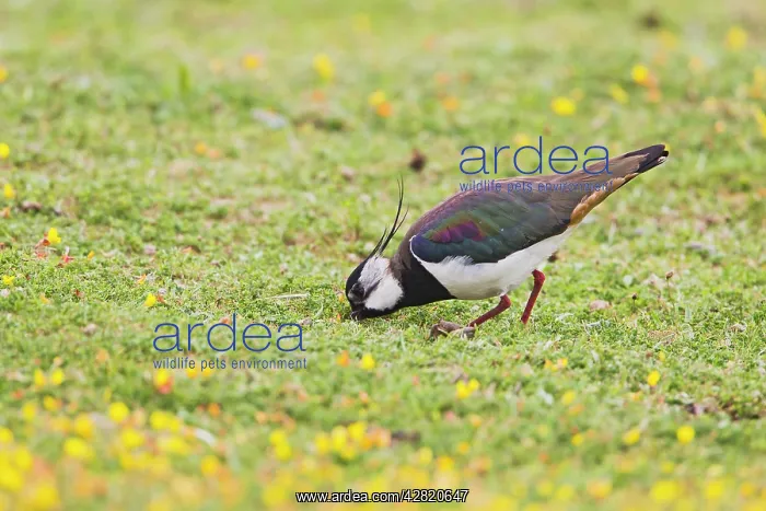 : Lapwing / Peewit / Green Plover - feeding in meadow : Lapwing / Peewit / Green Plover - feeding in meadow