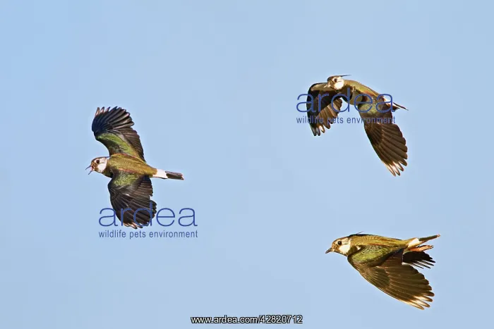: Lapwing / Peewit / Green Plover - in flight : Lapwing / Peewit / Green Plover - in flight