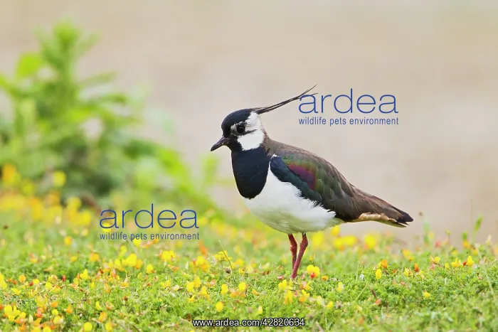  : Lapwing  /  Peewit  /  Green Plover - near nest in meadow