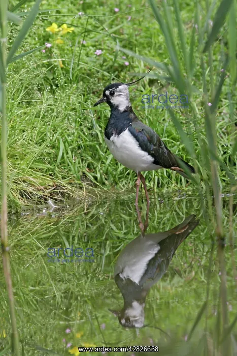 : Lapwing / Peewit / Green plover - in pool showing reflection : Lapwing / Peewit / Green plover - in pool showing reflection
