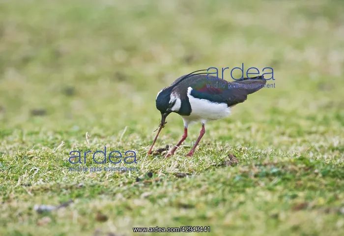 : Lapwing / Peewit / Green Plover - pulling worm : Lapwing / Peewit / Green Plover - pulling worm