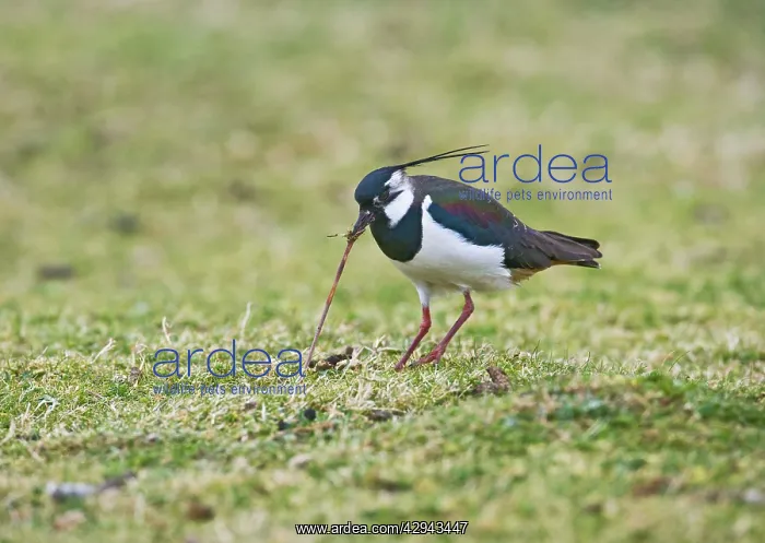 : Lapwing / Peewit / Green Plover - Pulling worm : Lapwing / Peewit / Green Plover - Pulling worm
