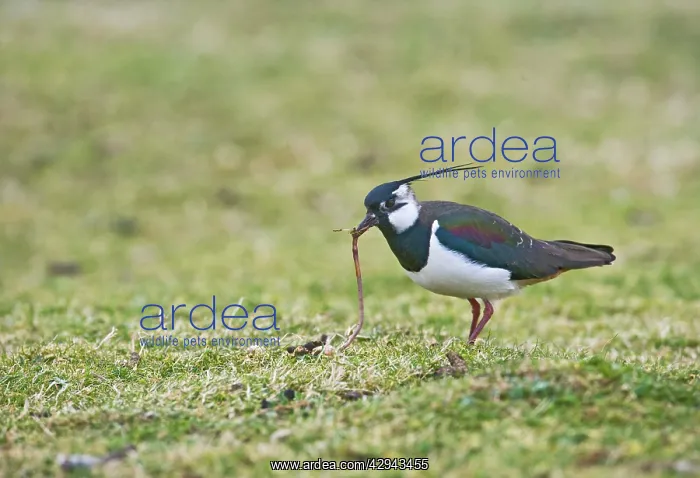 : Lapwing / Peewit / Green Plover - Pulling worm : Lapwing / Peewit / Green Plover - Pulling worm
