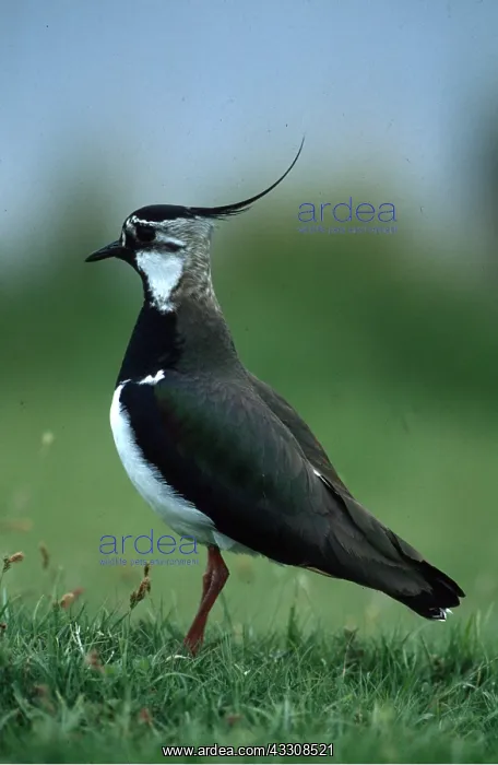 : LAPWING - portrait : LAPWING - portrait
