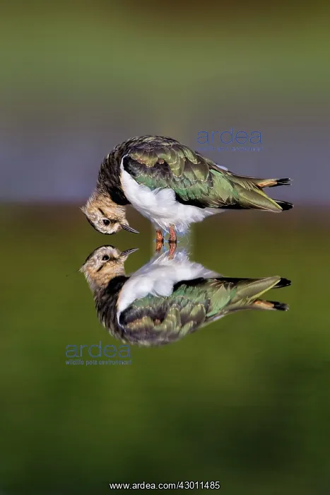 : Lapwing with reflection : Lapwing with reflection