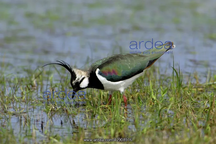 : Lapwing - searching for food on water meadow : Lapwing - searching for food on water meadow