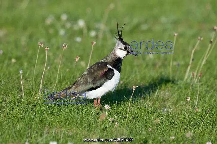 : Lapwing - in short turf : Lapwing - in short turf