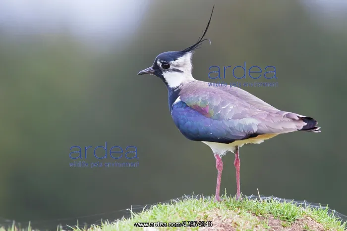 : Lapwing - single adult standing on grassy mound : Lapwing - single adult standing on grassy mound