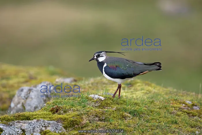 : Lapwing - spring : Lapwing - spring
