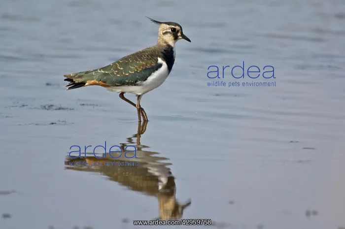 : Lapwing - standing in shallow water with reflection : Lapwing - standing in shallow water with reflection