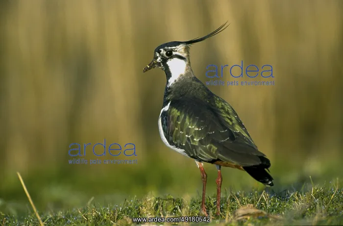 : Lapwing (Vanellus vanellus) : Lapwing (Vanellus vanellus)