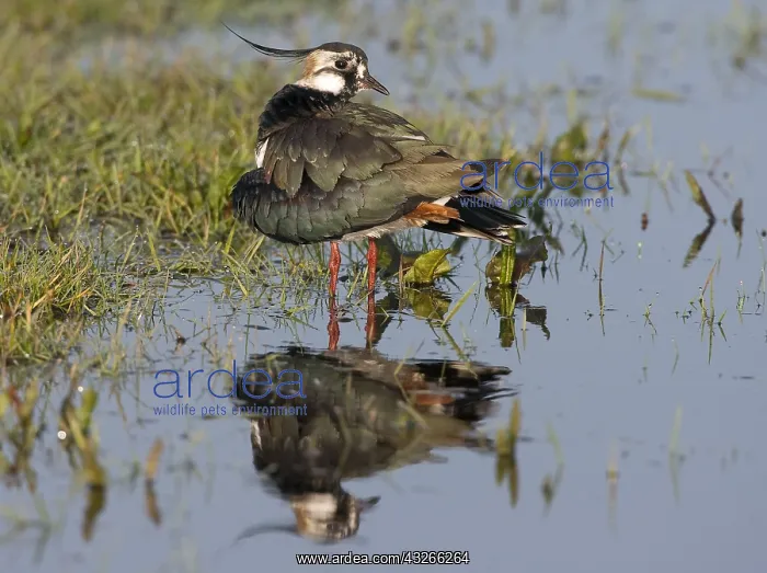 : Lapwing (Vanellus vanellus) preening in wetland : Lapwing (Vanellus vanellus) preening in wetland