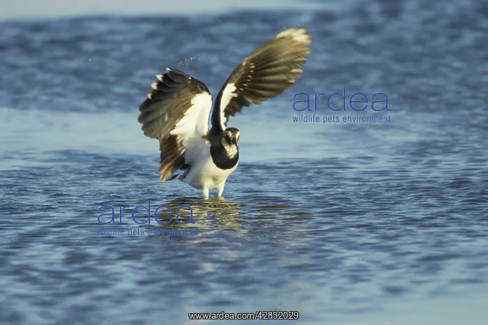  : Lapwing - washing