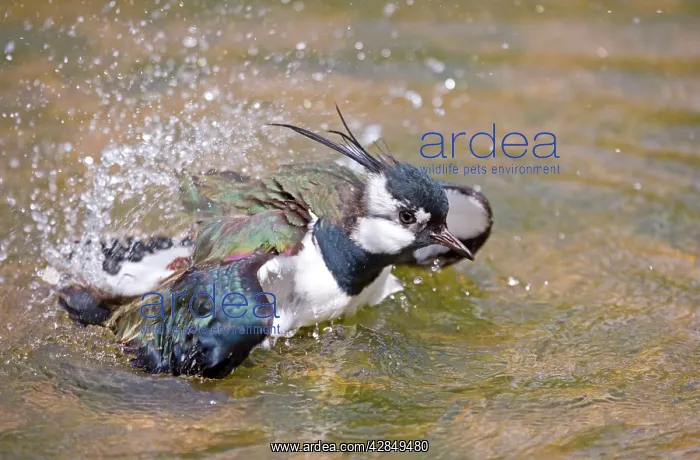 : Lapwing - Washing in Pool of Water : Lapwing - Washing in Pool of Water