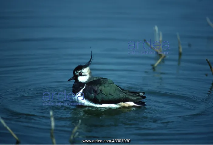 : LAPWING - on water : LAPWING - on water