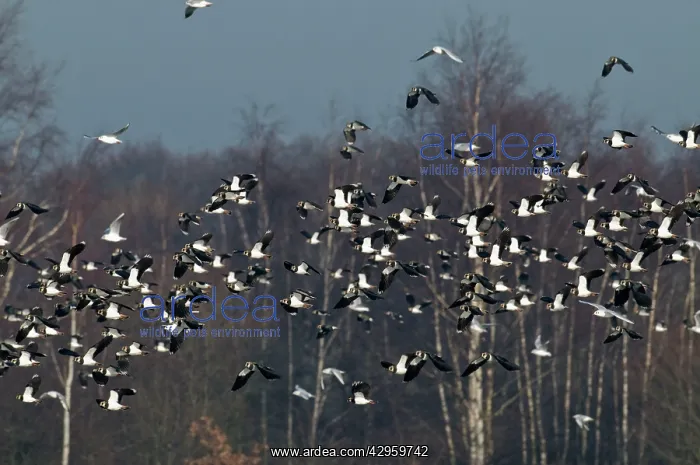 : Lapwings - flock in flight : Lapwings - flock in flight