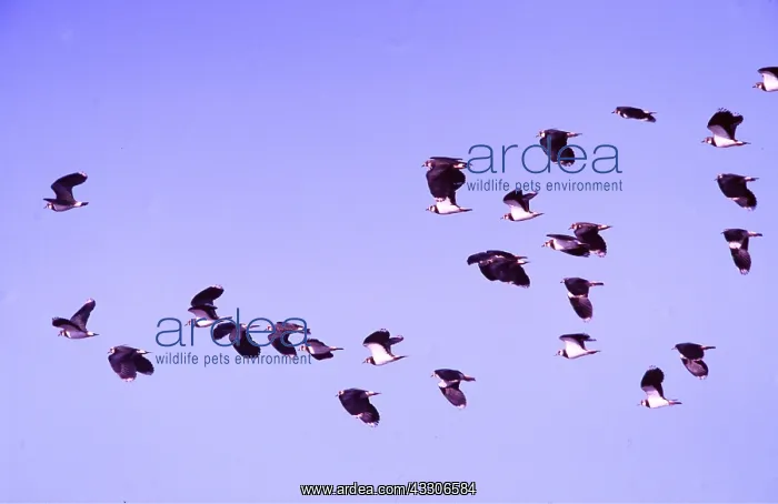  : LAPWINGS - flock in flight