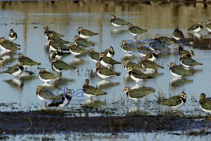 : Lapwings - flock resting in shallow lake : Lapwings - flock resting in shallow lake