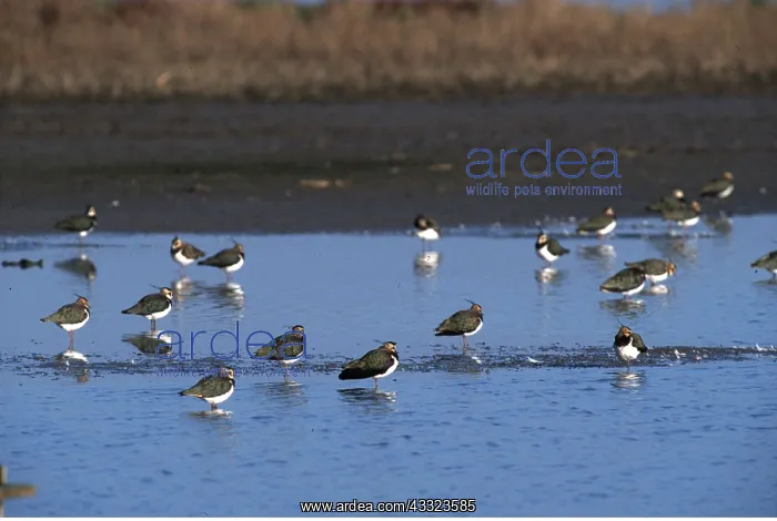  : LAPWINGS - in shallow water