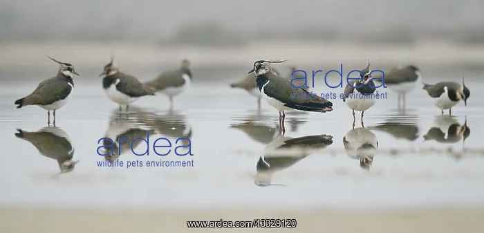 : Lapwings ( Vanellus vanellus) resting on a pond : Lapwings ( Vanellus vanellus) resting on a pond