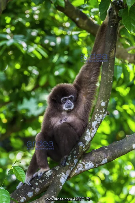 : Lar / White Handed Gibbon. in tree - Indonesia : Lar / White Handed Gibbon. in tree - Indonesia