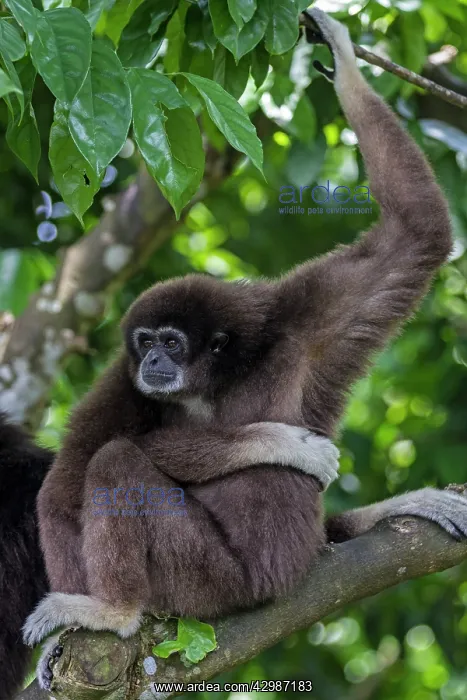 : Lar / White Handed Gibbon. in tree - Indonesia : Lar / White Handed Gibbon. in tree - Indonesia