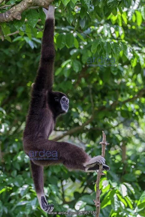  : Lar  /  White Handed Gibbon. in tree - Indonesia