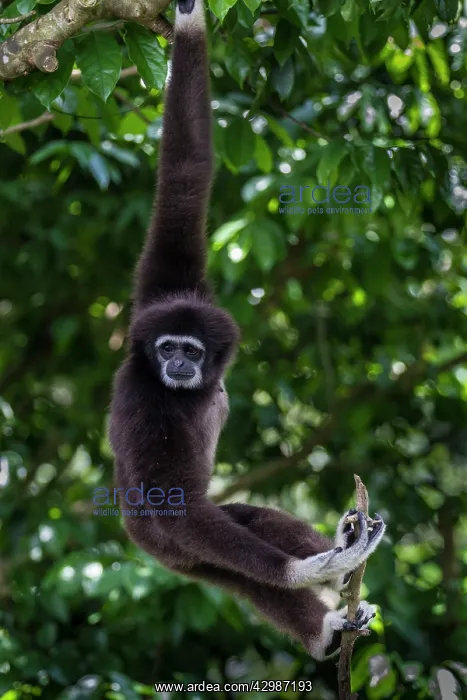 : Lar / White Handed Gibbon. in tree - Indonesia : Lar / White Handed Gibbon. in tree - Indonesia