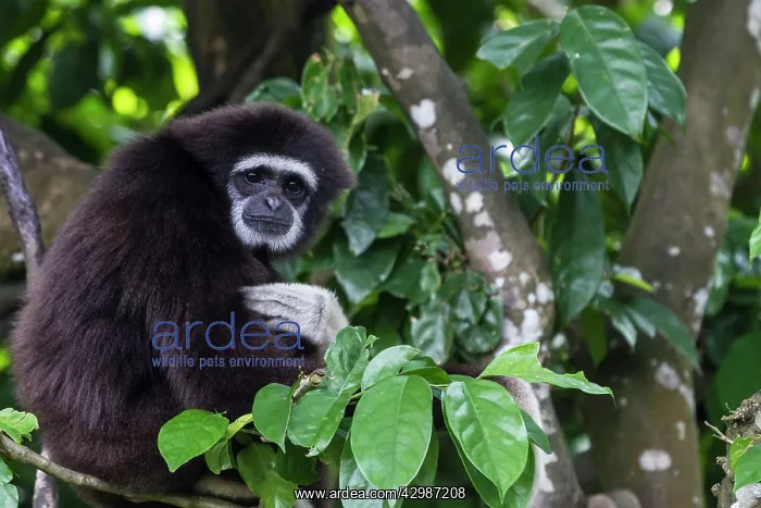: Lar / White Handed Gibbon. in tree - Indonesia : Lar / White Handed Gibbon. in tree - Indonesia
