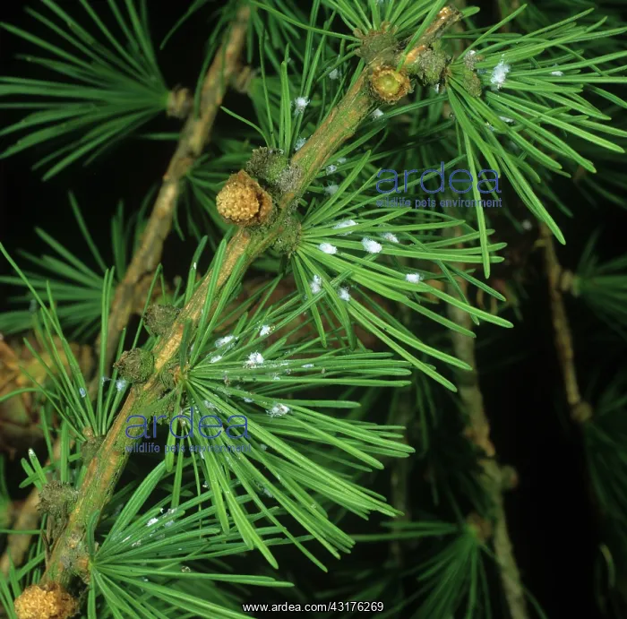 : Larch adelgids : Larch adelgids