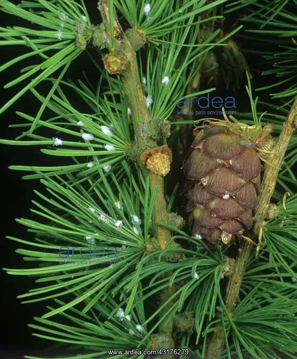: Larch adelgids : Larch adelgids