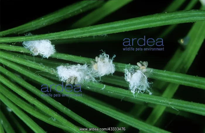 : Larch adelgids : Larch adelgids